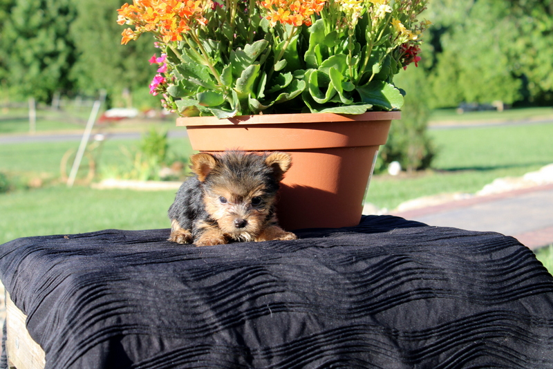 puppy, for, sale, Yorkshire Terrier, Matthew B. Stoltzfus, dog, breeder, Gap, PA, dog-breeder, puppy-for-sale, forsale, nearby, find, puppyfind, locator, puppylocator, aca